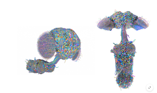 Google Open-Sourced A Fruit Fly’s Brain